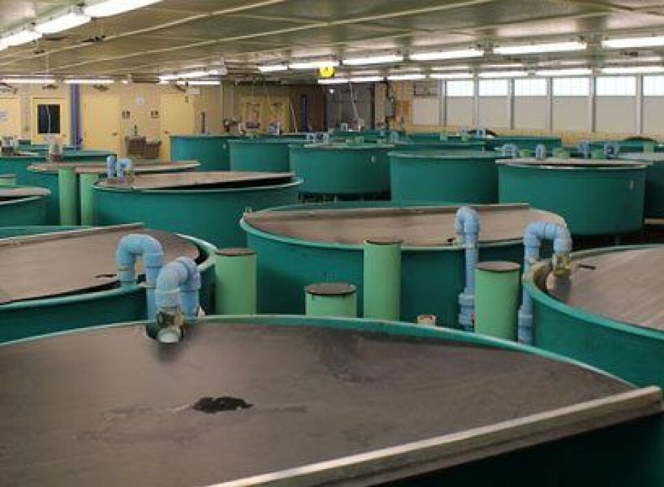 The hatchery noticed a growth improvement with suspended aluminium rods, and a bigger one with toy balls. Photo: McNenny State Hatchery
