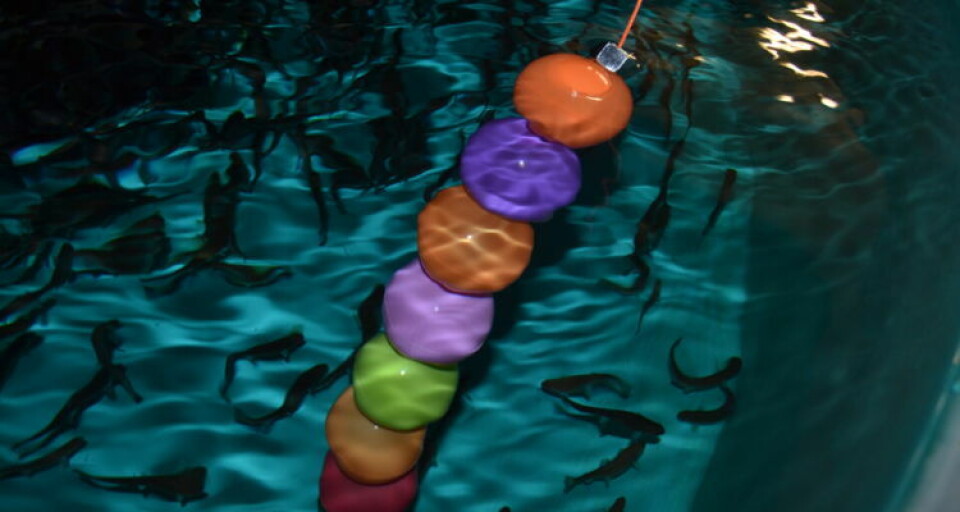 Toy balls in the tanks have increased the growth of fish. Photo: McNenny State Fish Hatchery