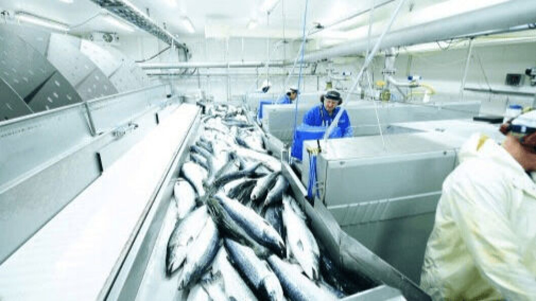 Production levels are at a relatively normal level, the Norwegian Seafood Council says. Photo: Norwegian Seafood Council. Production levels are at a relatively normal level, the Norwegian Seafood Council says. Photo: Norwegian Seafood Council.