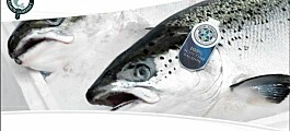 Scottish Salmon Company shortlisted for award
