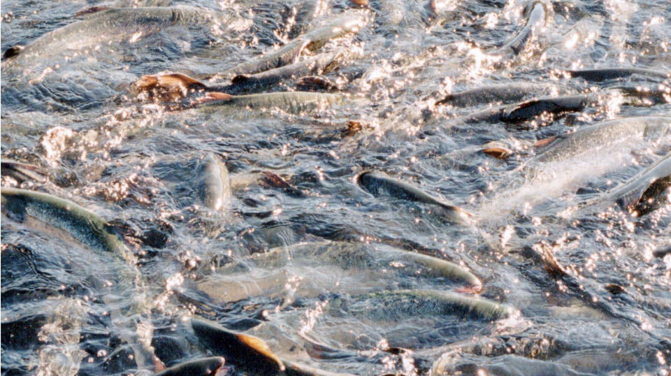There was a lot of fish in the sea in October.