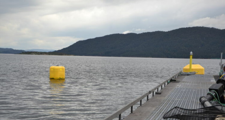 There were a record number of confirmed and suspected cases of PD at Norwegian fish farms last year. Photo: Linn Therese Skår Hosteland