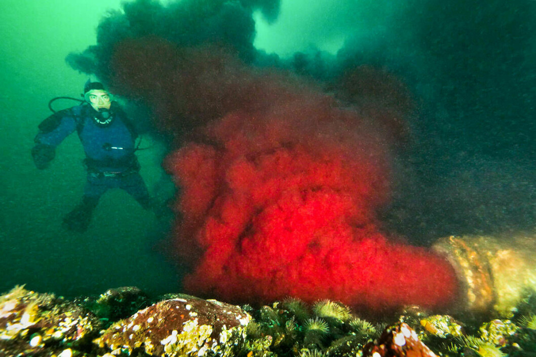 Still image taken from the video from Tavish Campbell's dive which shows a red blood like substance flowing into the water. Image: Google Images