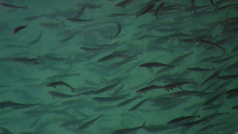 Norwegian salmon farmers put 33 million smolts in the sea in June.