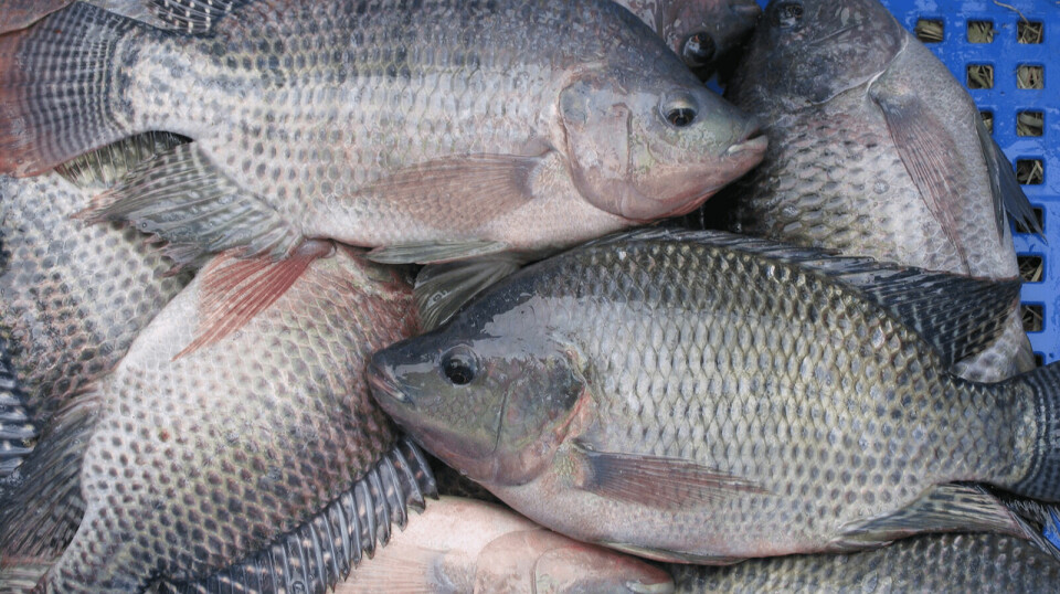 Reference photo of harvested tilapia in Indonesia. A study by scientists in Thailand found that the efficacy of an oral vaccine matched that of an injectable vaccine, which has historically been a more effective option.