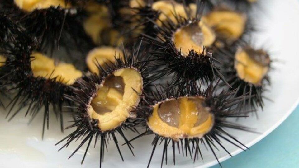 Norwegians rescue Japanese urchin