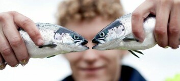 Regulator rejects NGO's bid to block 30,000-tonne salmon farming project