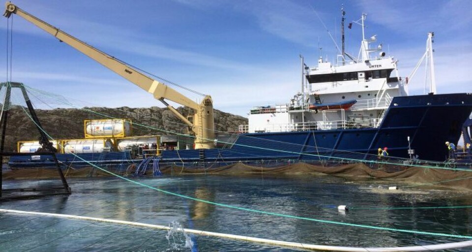 Treating fish with hydrogen peroxide. Image: AQS.