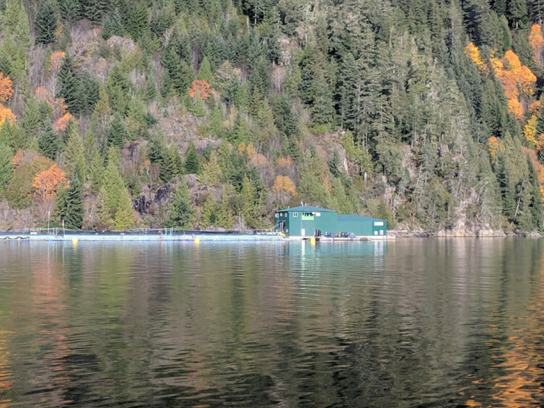 Trees lining the waters edge near a salmon farm in Gold River, British Columbia. Image: Iayisha Khan Trees lining the waters edge near a salmon farm in Gold River, British Columbia. Image: Iayisha Khan
