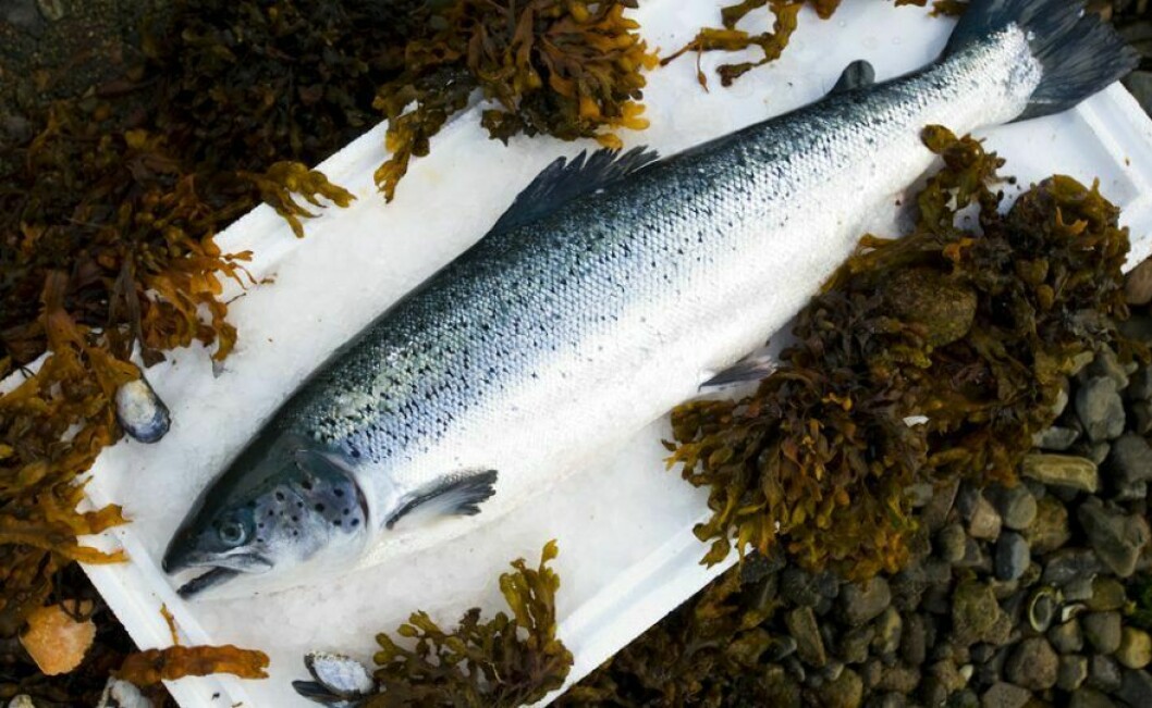 Scottish salmon production fell short of the 177,000 tonnes projected for 2016. Photo: SSPO