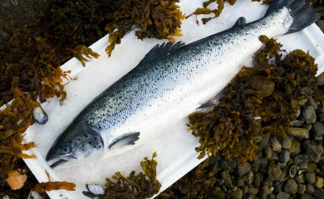 Scottish salmon creates thousands of highly paid, highly skilled jobs and is the UK's top food export Scottish salmon creates thousands of highly paid, highly skilled jobs and is the UK's top food export
