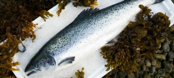 Report shows salmon farming’s ‘vital’ contribution to Scotland