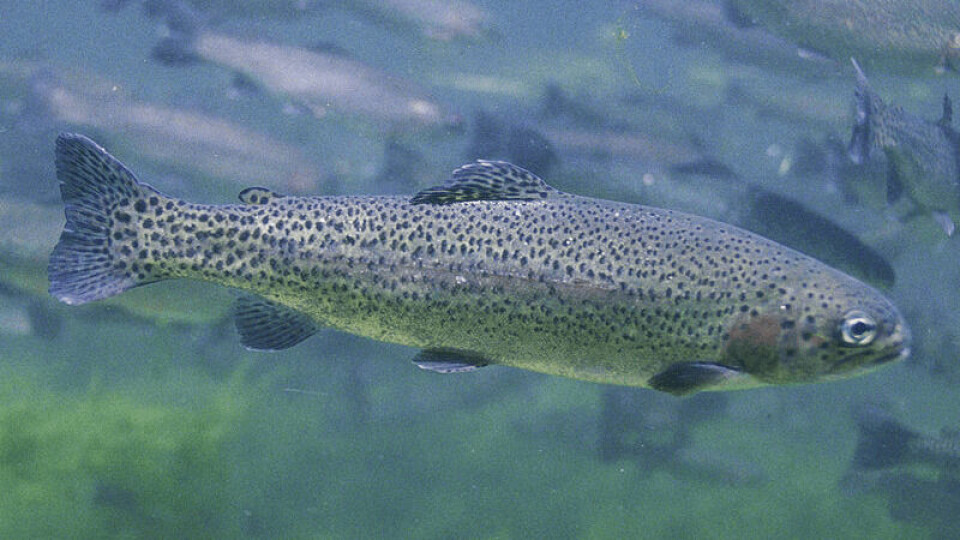A rainbow trout. The troutarmed in Aquadis Naturellement's recirculating aquaculture system will be the first to have Salvea feed.