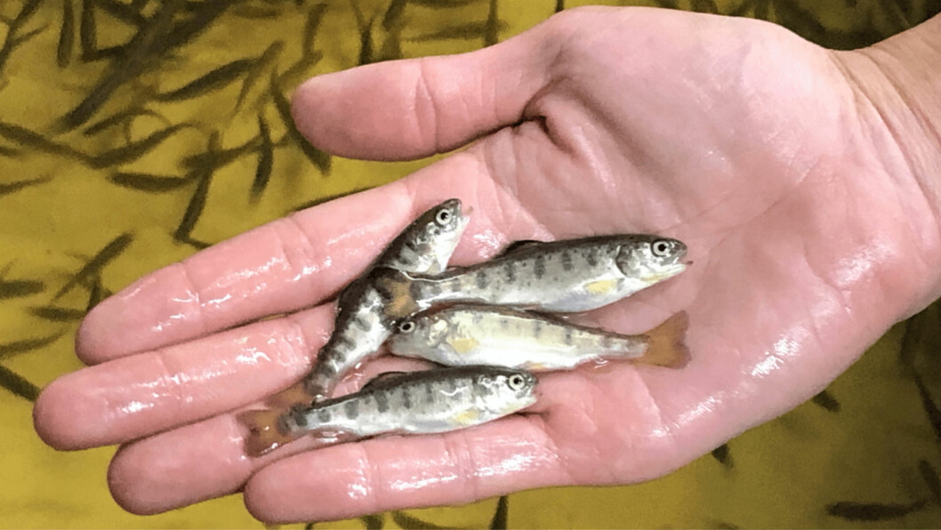 Scientists at the University of Stirling have developed a dip vaccine for rainbow trout fry. Photo: SAIC.