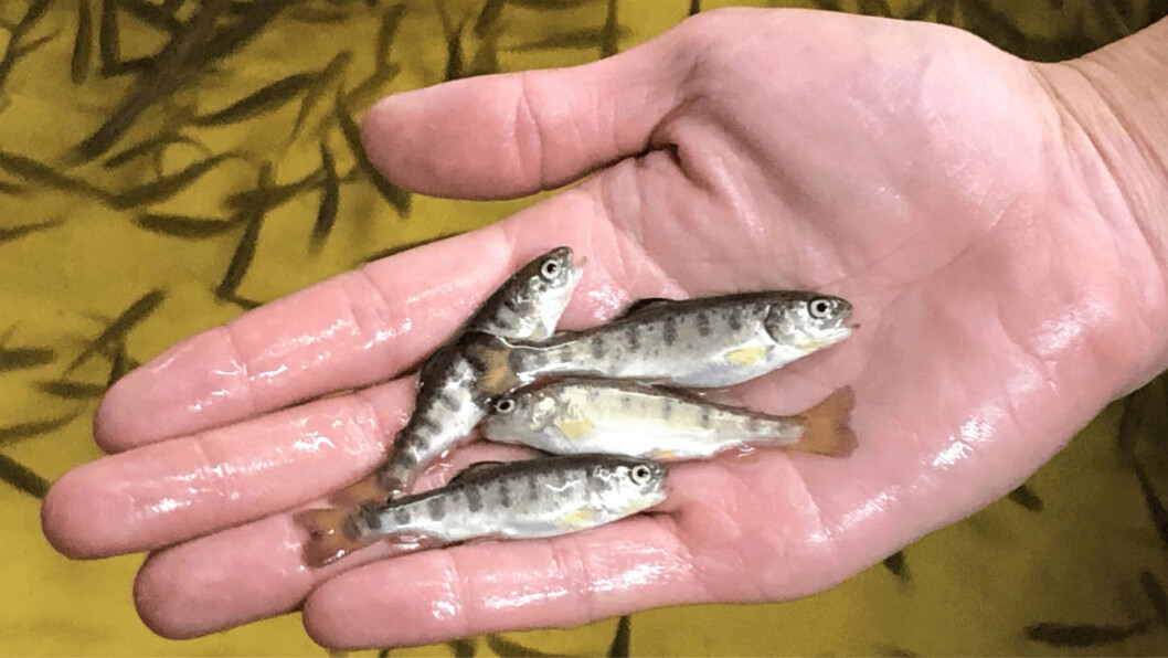 Scientists at the University of Stirling have developed a dip vaccine for rainbow trout fry. Photo: SAIC. Scientists at the University of Stirling have developed a dip vaccine for rainbow trout fry. Photo: SAIC.