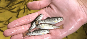 Trout fry vaccine to be trialled in Scotland