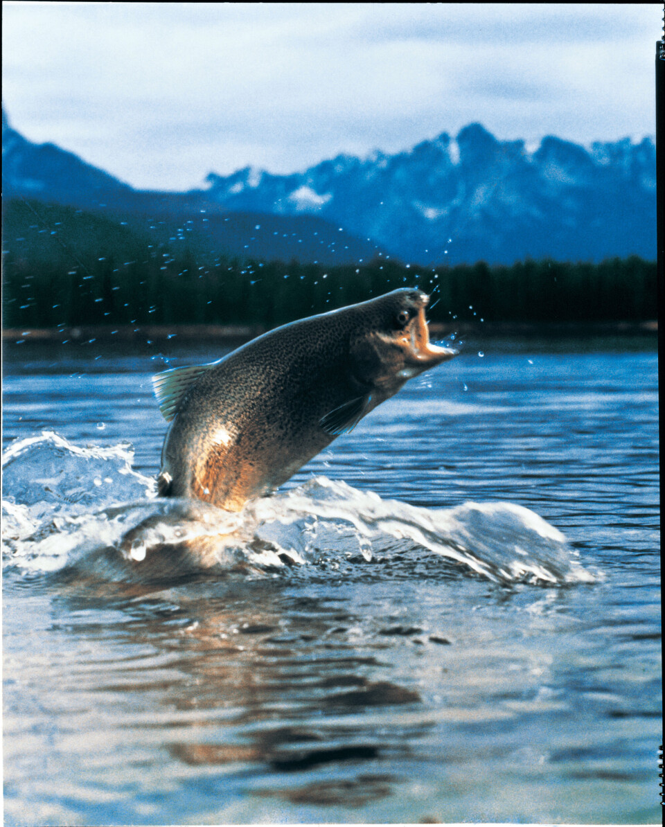 Trout giant set to expand