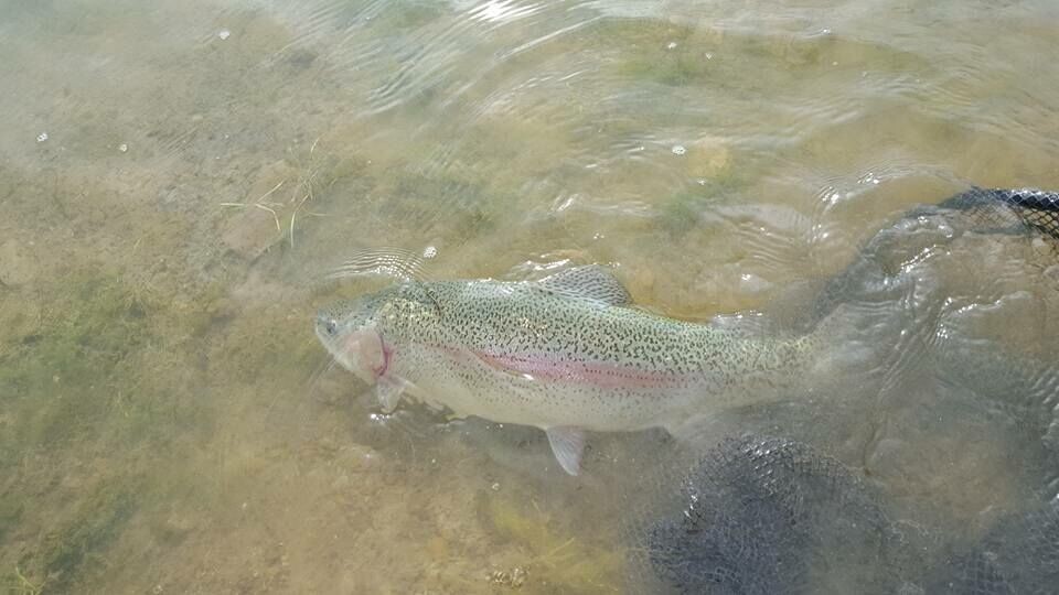 Farne Salmon and Trout reduced water consumption by 13,000 tonnes a year.