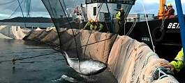 Tuna released after torpedoing through net pen