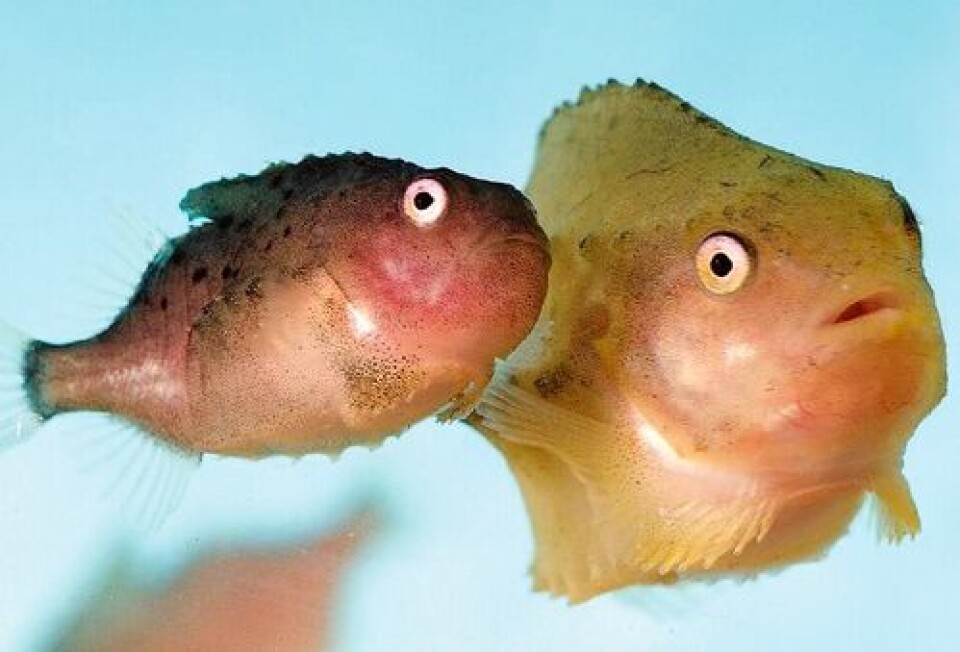 Results show the potential of lumpfish in controlling sea lice infestations on Atlantic salmon.
