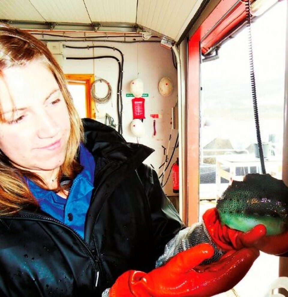 Results show the potential of lumpfish in controlling sea lice infestations on Atlantic salmon.