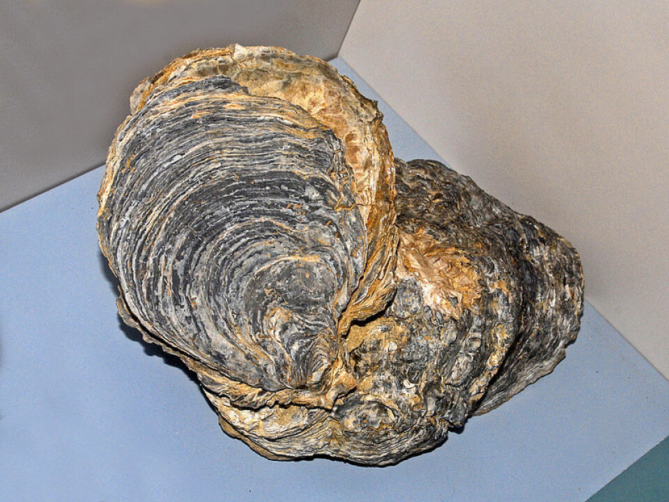 UK certified oyster first