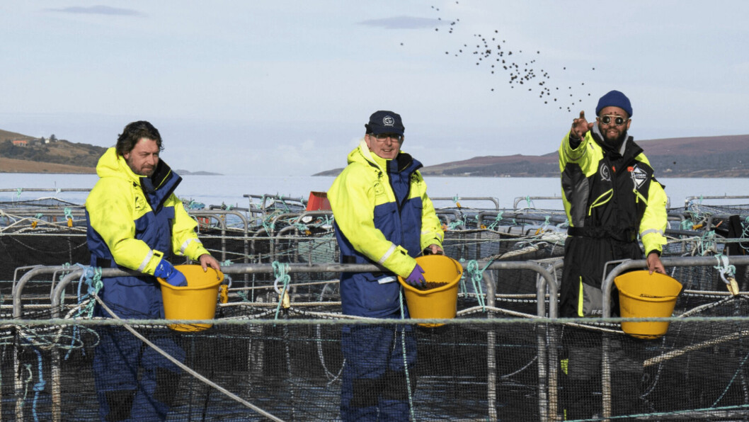 From left, chefs Shaun Rankin of Grantley Hall, John Quigley of Red Onion and James Cochran of 12:51 hand feeding fish at Wester Ross Salmon last autumn. Photo: SSPO.