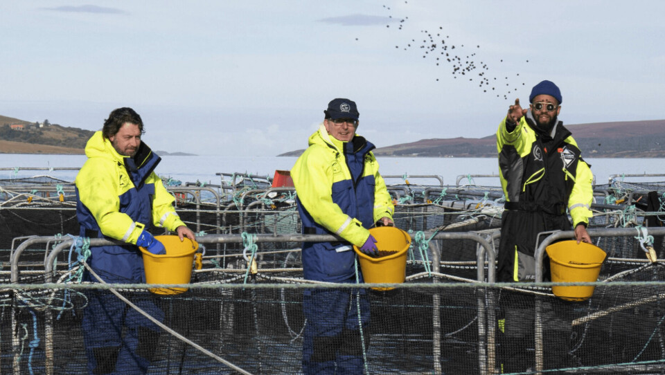 From left, chefs Shaun Rankin of Grantley Hall, John Quigley of Red Onion and James Cochran of 12:51 hand feeding fish at Wester Ross Salmon last autumn. Photo: SSPO.