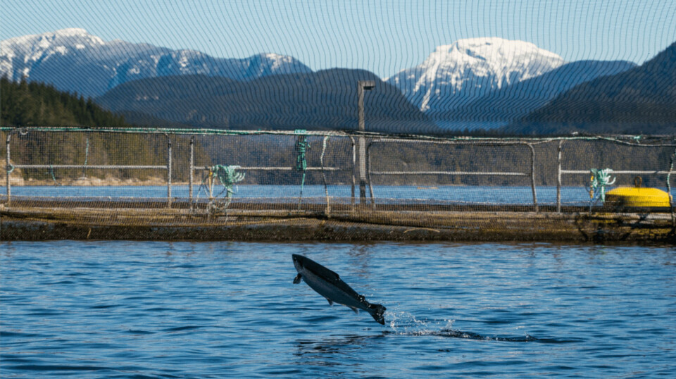 File picture of a salmon jumping out of the water at a Mowi fish farm in British Columbia. Around 16 farms in the Discovery Islands in BC were arbitrarily closed by the then fisheries minister Bernadette Jordan in late 2020, despite the federal government's own scientists saying the farms posed minimal risk to wild fish. BC's remaining net pen farms must be closed by mid-2029.