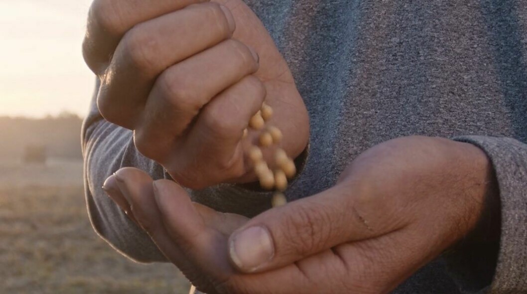 Soy beans. Image taken from Riverence / Benson Hill promo video.