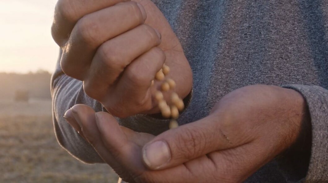 Soy beans. Image taken from Riverence / Benson Hill promo video. Soy beans. Image taken from Riverence / Benson Hill promo video.