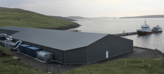 Shetland salmon farmers quickly back in business after telecoms blackout