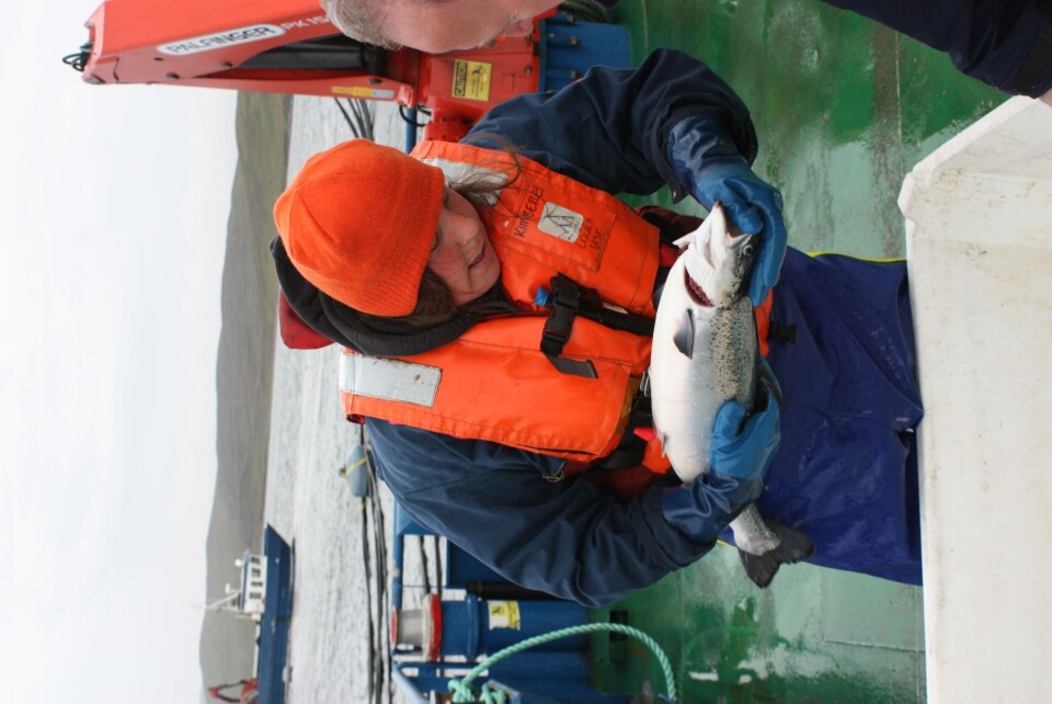 Conducting a sea louse count. Image: Rob Fletcher.