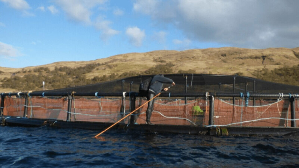 Anti-salmon activist Don Staniford preparing to use a long pole and a Go-Pro camera to film salmon inside a pen at Scottish Sea Farms' Loch Spelve site on the evening of May 7, after staff had  gone home. Photo: Don Staniford.