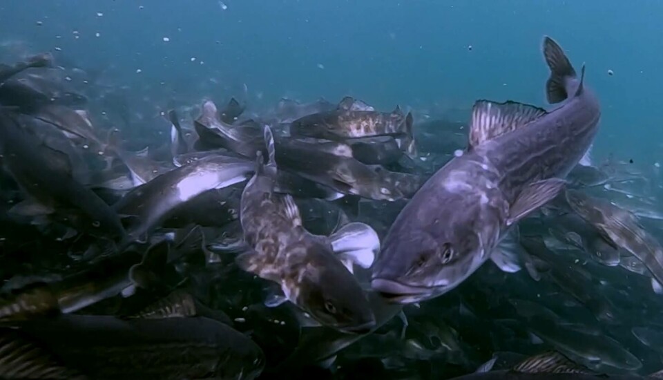 Fish Nets -  Canada