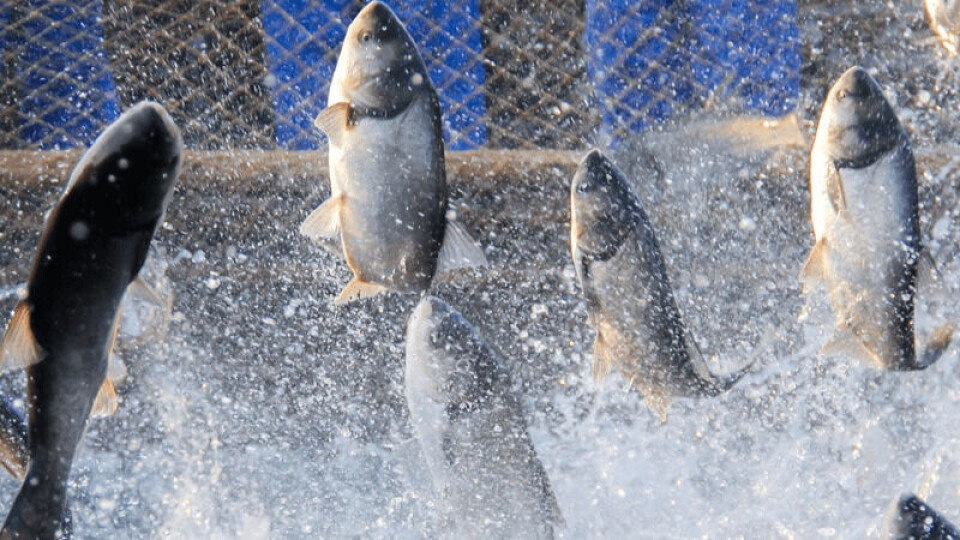 Wilbur-Ellis is expanding its interest in aquaculture nutrition. Photo: Wilbur-Ellis.