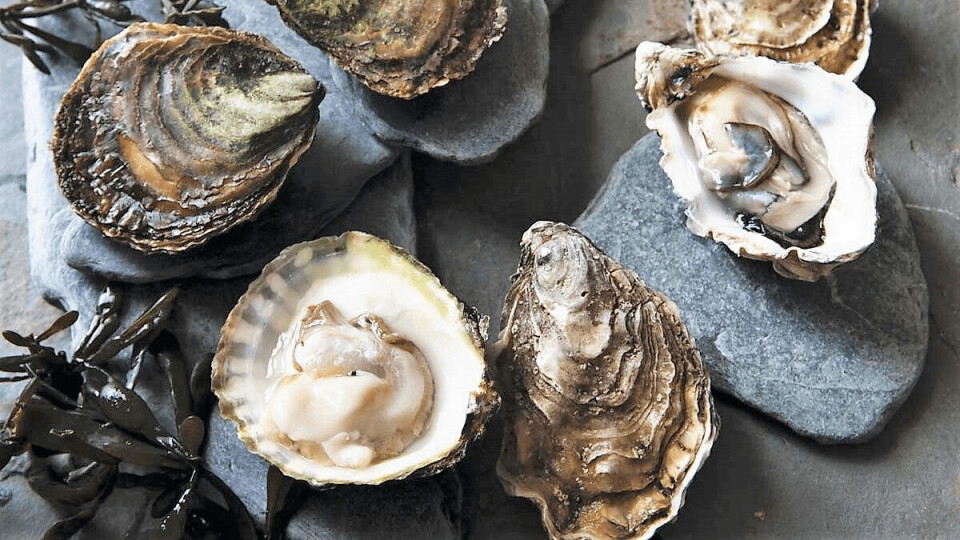 Pearlita hopes to produce a lab-grown alternative to oysters like these.