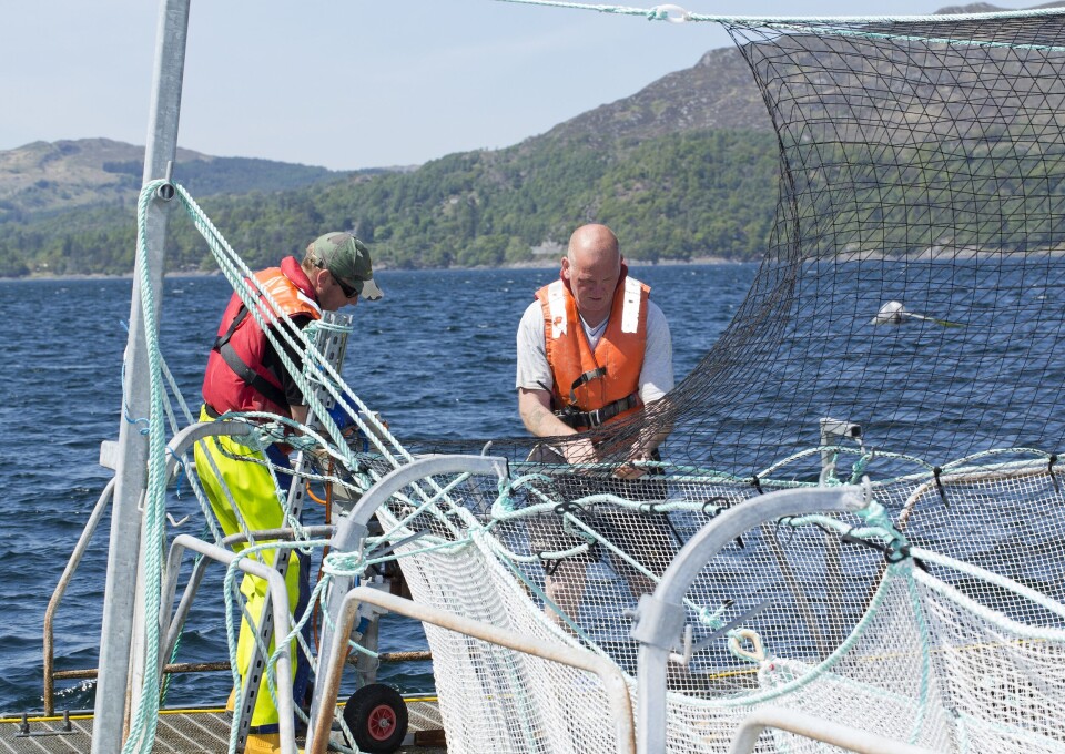 Employment in salmon farming has increased by 13 per cent, according to the SSPO. Photo: SSPO