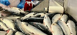 SalMar salmon harvest fell by 11% in Q2
