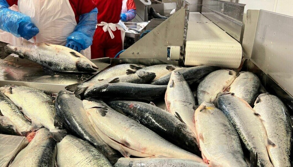 File photo of a salmon factory in Norway. Processing hubs have reduced purchases in recent weeks, Kontali analyst Filip Szczesny said in a weekly update.