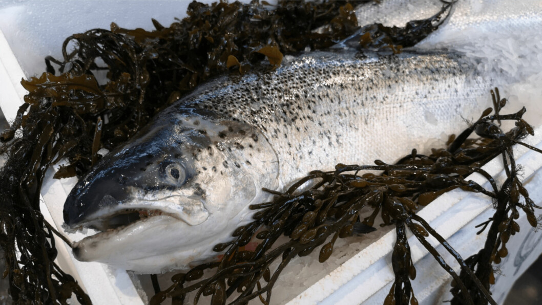 HMRC undercounted the amount of Scottish salmon exported to Europe in January by 97%, says the SSPO. Photo: SSPO.