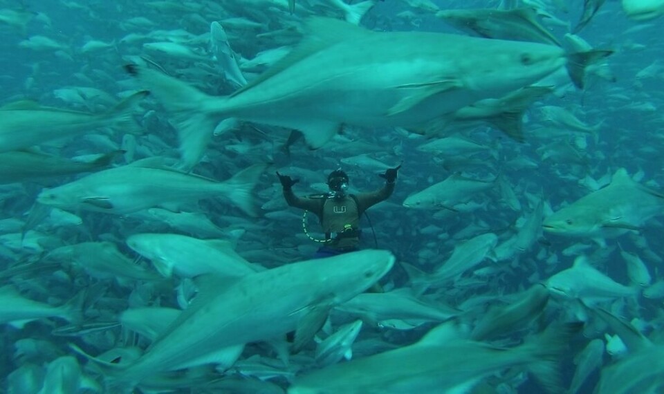 Cobia Farm Offshore fish farming is the way forward say scientists