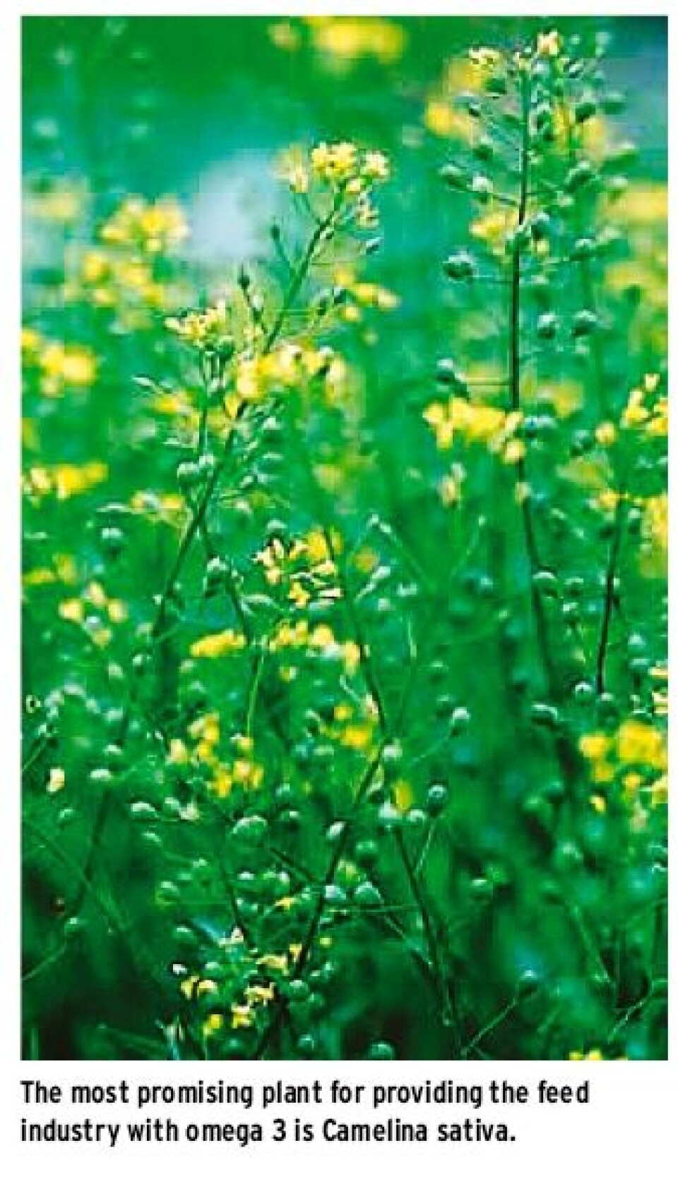 Vegetable oils in fish feed