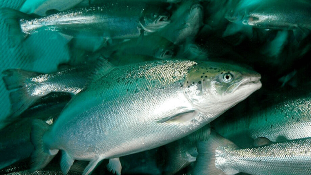 Scotland's salmon farmers used more antibiotics last year than in 2018 but less than in 2017. Scotland's salmon farmers used more antibiotics last year than in 2018 but less than in 2017.