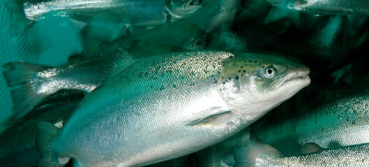 Salmon antibiotic use up but still among lowest in farming