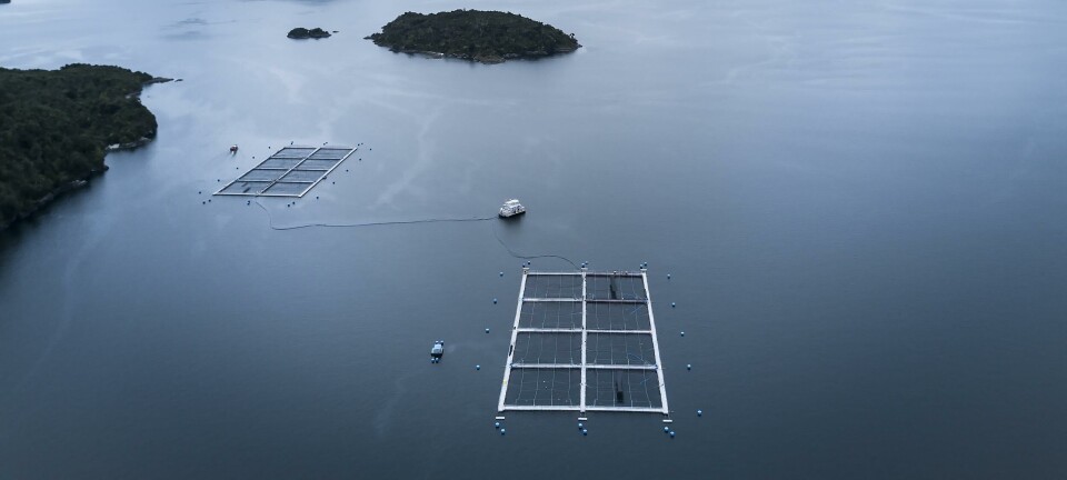 Salmonicultores disponibles a transparentar información pero piden objetividad a Sernapesca