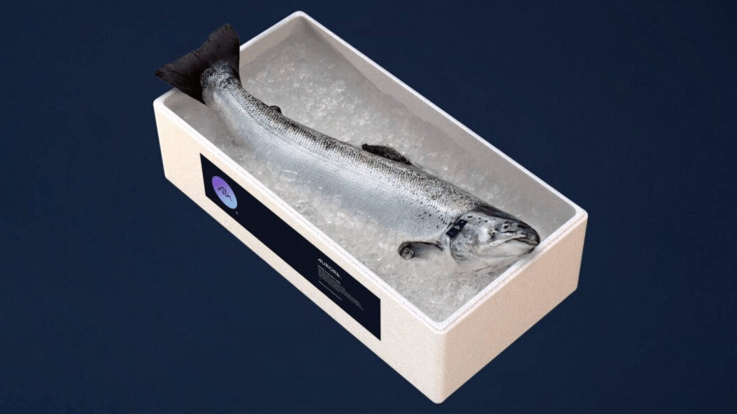 Lerøy's Aurora salmon, fed on algal oil, is now available online in the US. Photo: Lerøy. Lerøy's Aurora salmon, fed on algal oil, is now available online in the US. Photo: Lerøy.
