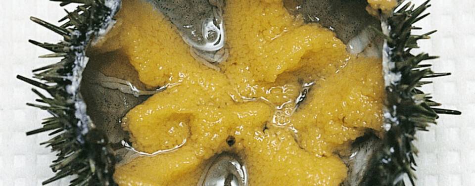 A gravid sea urchin. Image: Nofima.