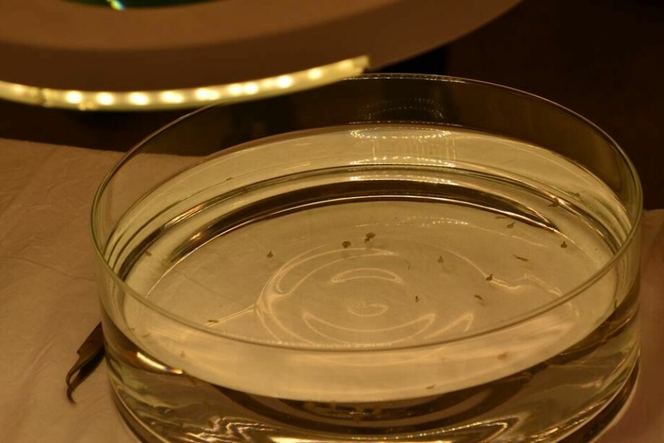 Salmon lice in the laboratory. Photo: Linn Therese Skaar Hosteland
