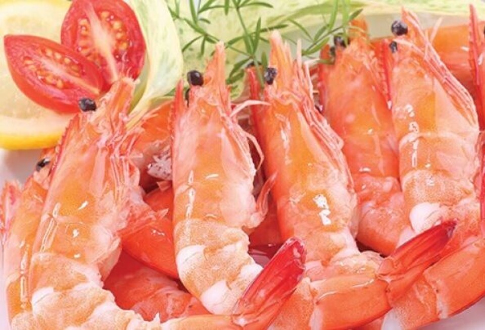 Minh Phu may soon be adding cultivated shrimp to its range of farmed shrimp like those pictured above. Photo: Minh Phu Seafood.